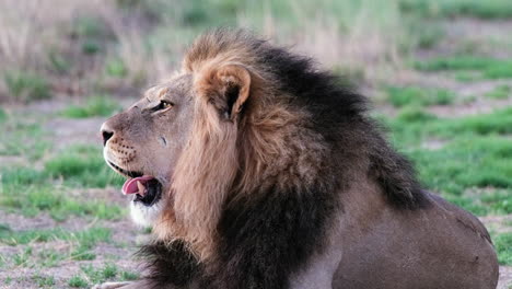 león sentado y descansando en la sabana africana - de cerca