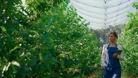 woman farmer analysing plants quality with tablet in modern sunny greenhouse