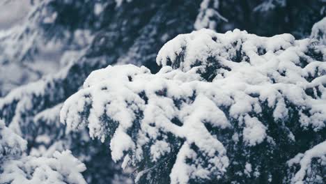 The-light-first-snow-on-the-branches-of-the-pine-tree