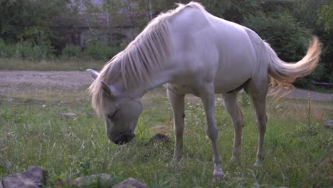 a white horse grazes in a field and eats grass. pets on free grazing. farming and pasture.