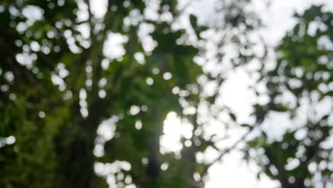 Blurred-out-of-focussing-technique-of-the-tree-leaves-with-sunshine-through-the-tree-in-summer-daytime