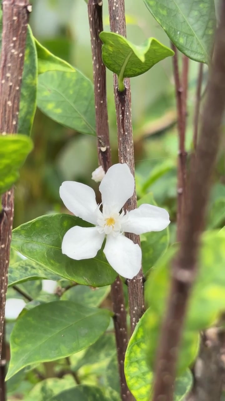 Un singolo fiore bianco di Wrightia Religiosa che sboccia in giardino