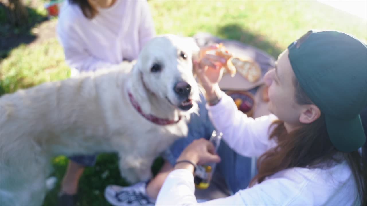 친구 들 이 개 와 함께 피크닉 을 즐기고 있다
