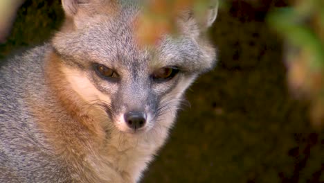 a gray fox in the forest close up