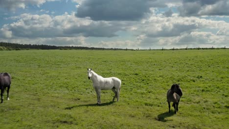 Fliegen-Auf-Grasenden-Pferden,-Die-über-Einer-Grünen-Landschaft-Vor-Bewölktem-Himmel-Stehen