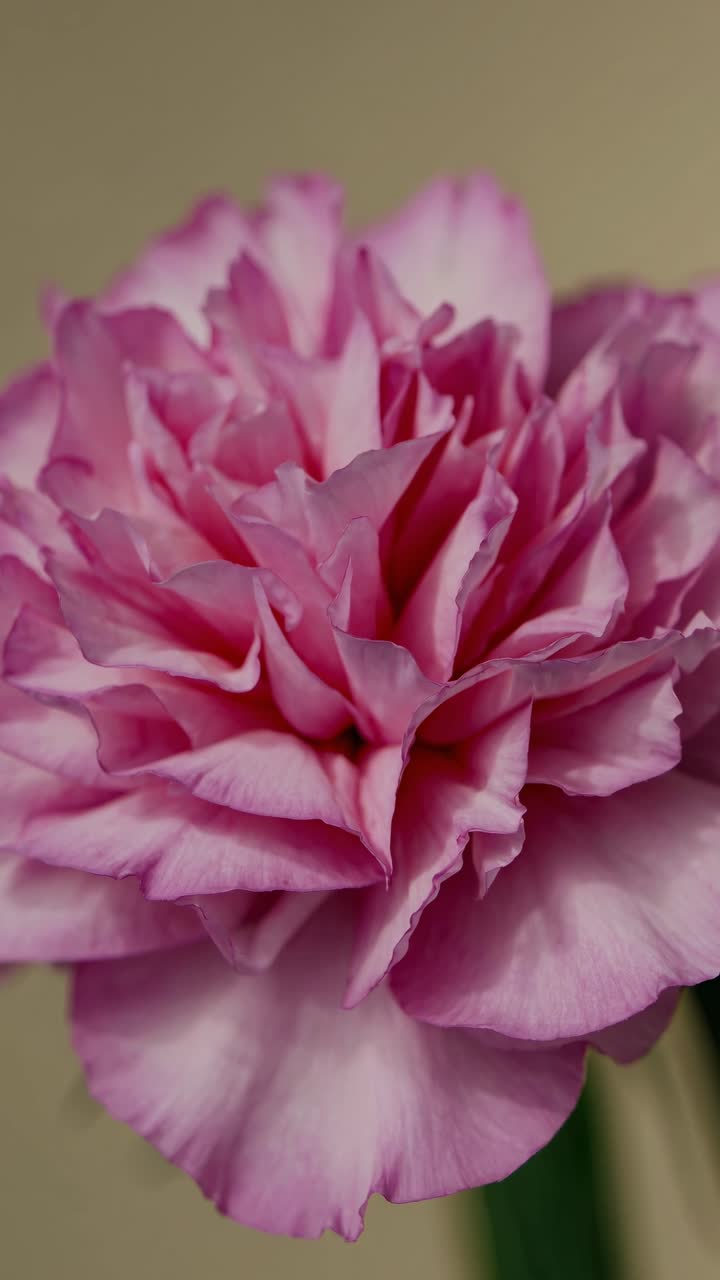 Close-up video of a pink carnation against a beige background, captured from a slightly low angle