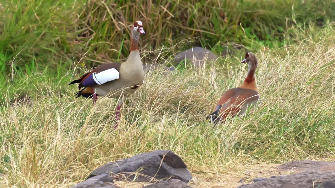 Due vivaci oche egiziane si aggirano e interagiscono in sincronia lungo un habitat lacustre nel cratere di Ngorongoro, Tanzania. Il loro comportamento di coppia e il piumaggio colorato mettono in risalto la serena fauna selvatica delle zone umide africane