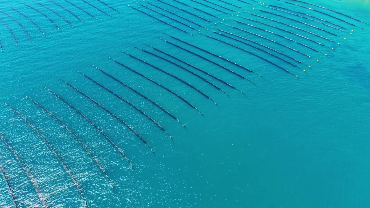Allevamento di cozze in acqua limpida che mostra file di strutture di coltivazione sparse nel mare durante le ore diurne.