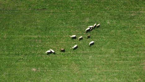 Un-Rebaño-De-Vacas-Filmado-Desde-Arriba,-En-Un-Exuberante-Prado-Verde