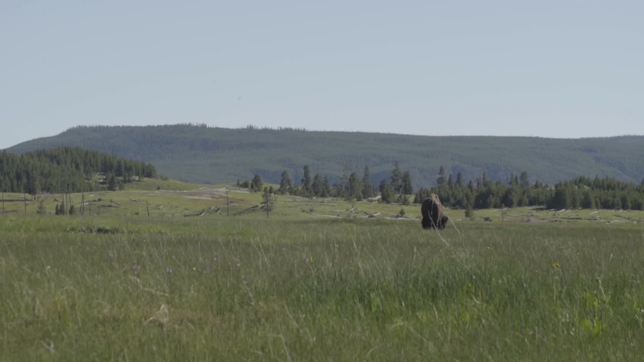 bisontes pastando en el campo en wyoming con montañas detrás