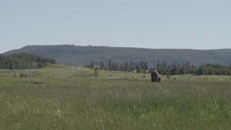 Bison-Grazing-in-Field-in-Wyoming-with-Mountains-behind