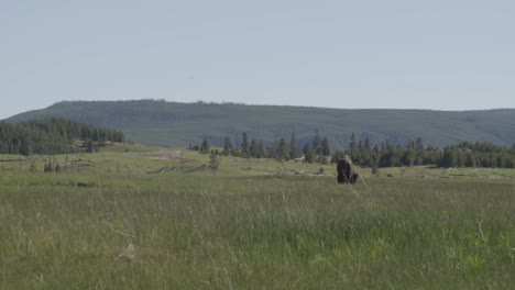 bison grazing in field in wyoming with mountains behind