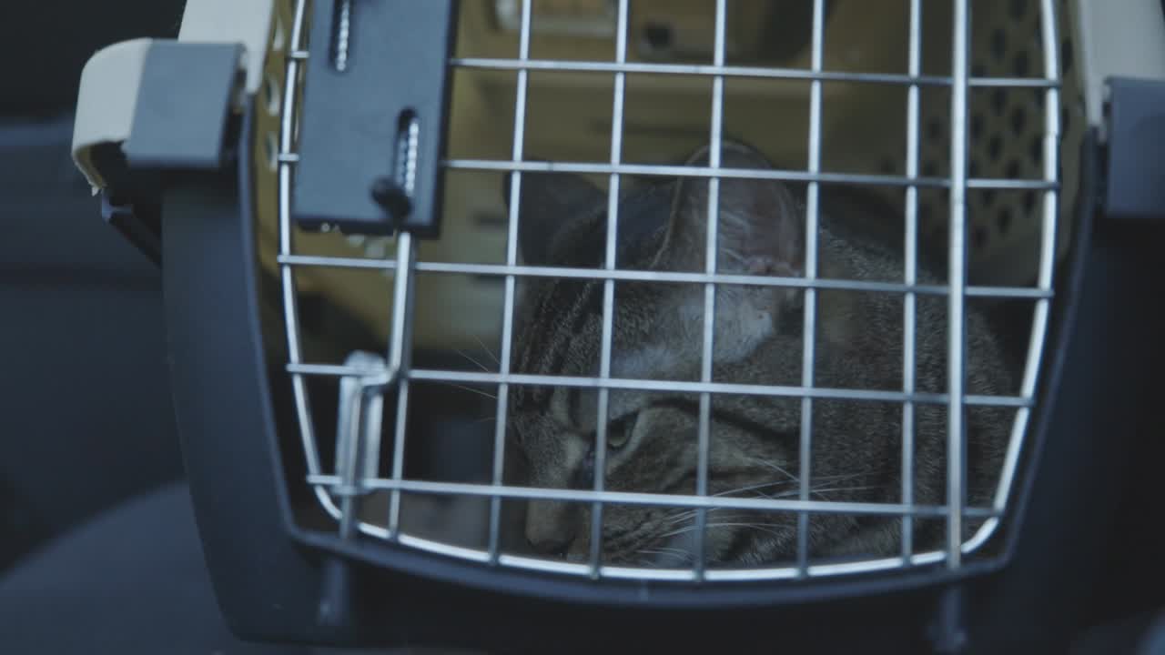 プラスチック製ペットキャリーの中で休む猫