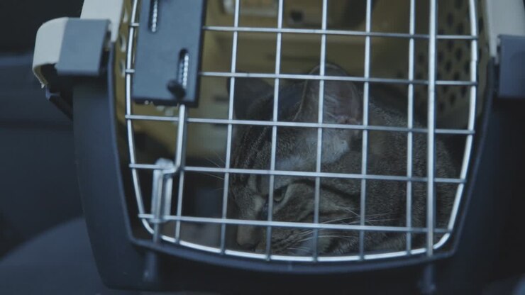 Cat Resting Inside The Plastic Pet Carrier Box
