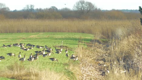 Beautiful-large-flock-of-Greylag-goose-breeding-in-the-green-agricultural-field-Northern-Europe-during-migration-season,-sunny-spring-day,-distant-medium-shot