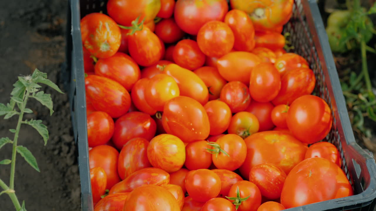 농부는 토마토를 수확하고 잘 익은 열매를 상자에 넣습니다.