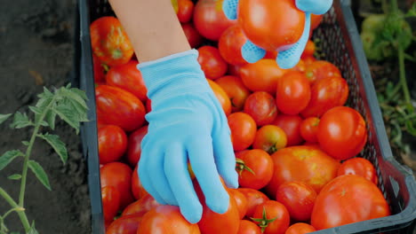 granjero cosecha tomates pone bayas maduras en una caja