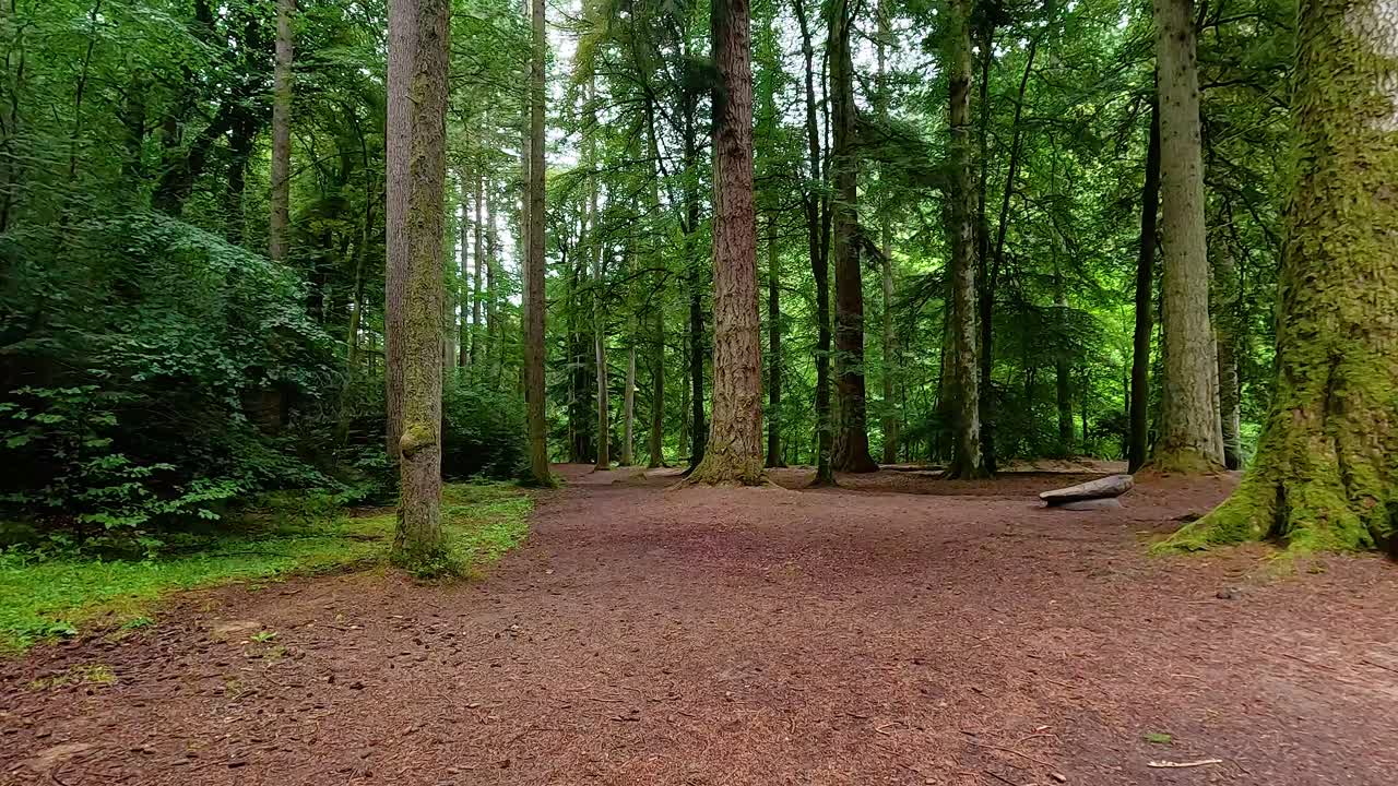 un paseo tranquilo a través de bosques verdes y exuberantes
