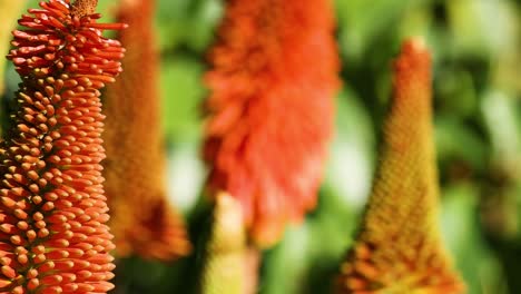 primer plano de flores de póquer rojas y vibrantes