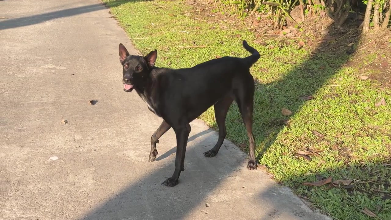 A black stray dog with an injured leg stands on a sunny concrete path outdoors