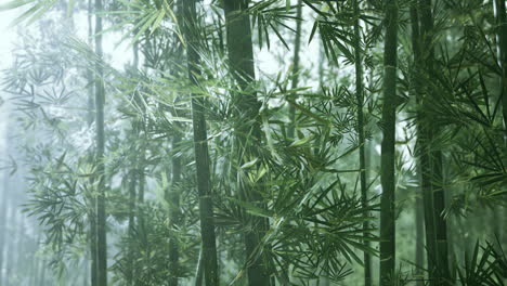naturaleza fresca y verde bosque tropical de bambú