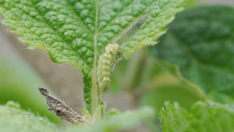 close up shot of caterpillar eating green leafs on plant