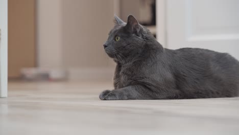 gato gris adulto sentado al lado de un robot aspirador de trabajo, robot aspirador blanco limpiando el piso en el apartamento.