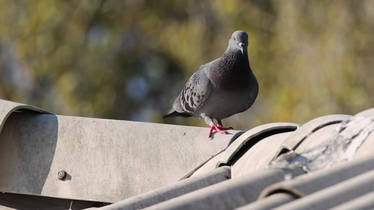 A grey pigeon stands alert on a rooftop ridge against a blurred green tree background