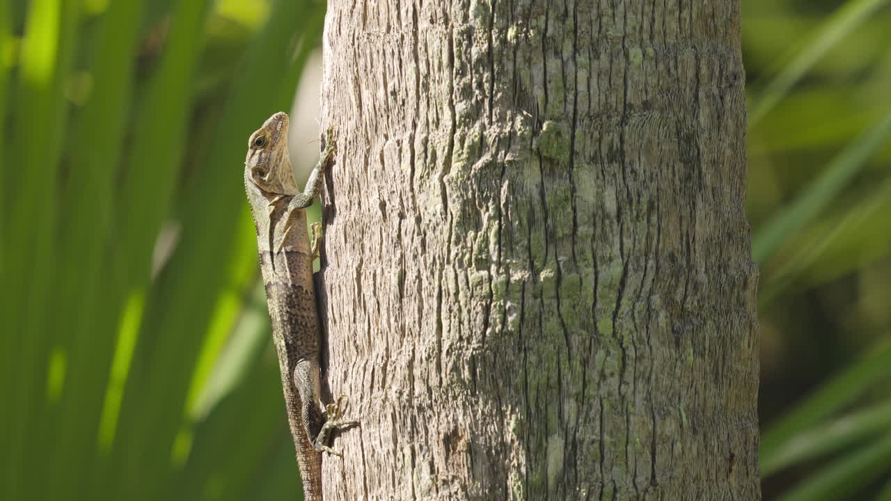 Iguana Walking Up Palm Tree