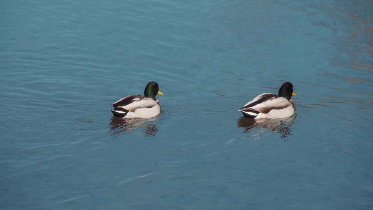 Due germani reali che nuotano nel lago