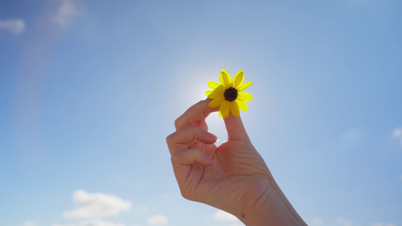 Hand holding a yellow daisy flower where the sun is on blue sky background. Twisting and rotating flower in artistic concept. Sunny beautiful day outdoor. Lens flare. Hipster and cool art house shot