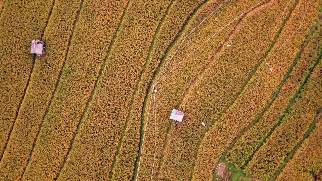 녹색과 비옥한 의 아름다움, 수확할 준비가 된