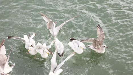 seagulls competing for food in the water