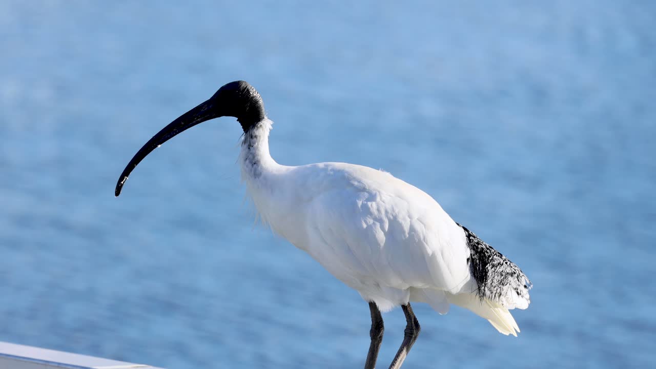 이비스가 물 근처에 서서 움직이고 있습니다.