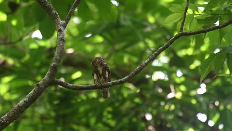 collared pygmy owlet, taenioptynx brodiei, kaeng krachan national park, thailand