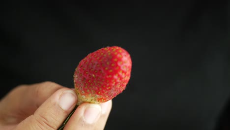 close-up of a red strawberry held in a hand