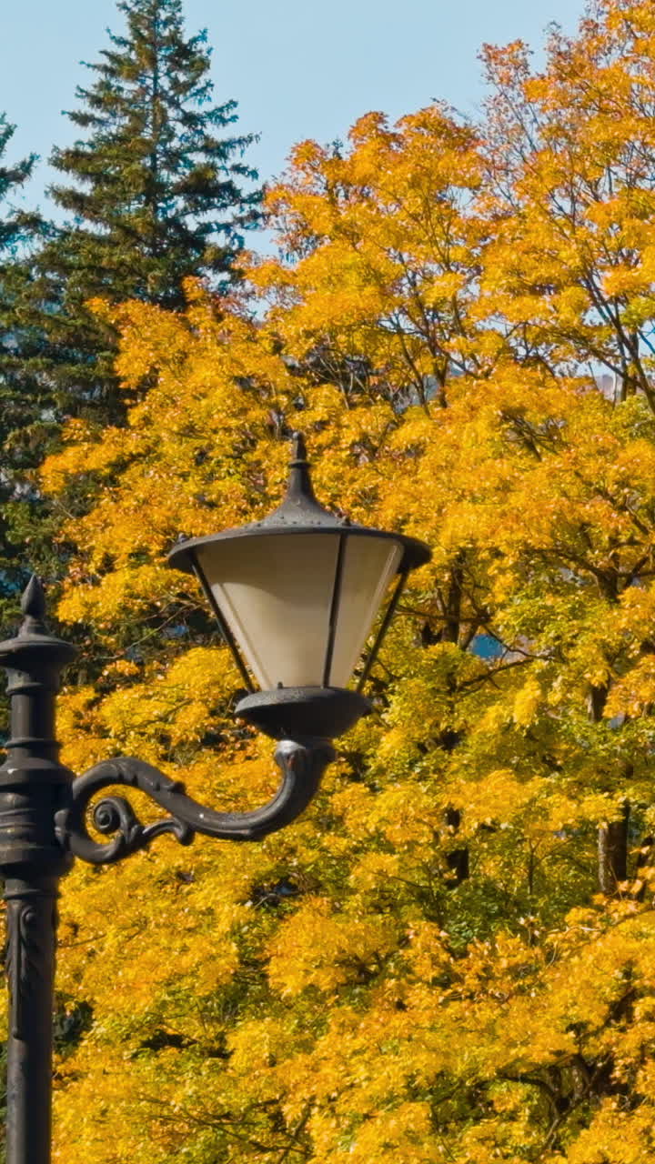 Black street lamp near the beautiful trees with colorful foliage. High mountains on sunny day at backdrop. Vertical video