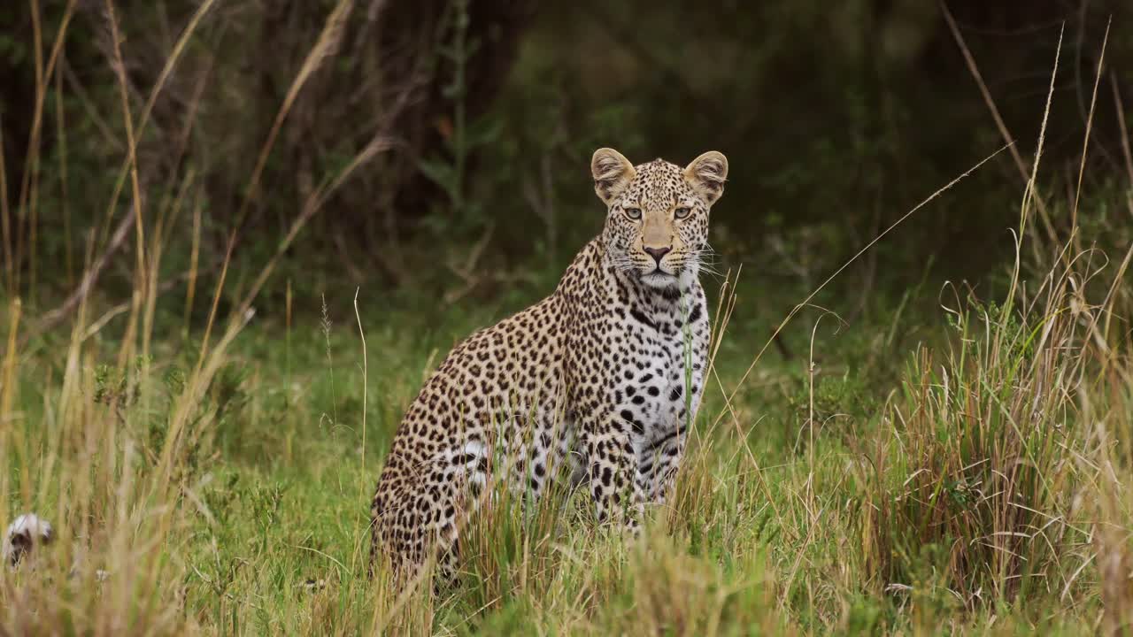 toma en cámara lenta de un poderoso leopardo con hermosas marcas sentado en la hierba alta, conservando la vida silvestre natural de animales raros, vida silvestre africana en maasai mara, kenia, áfrica animales de safari