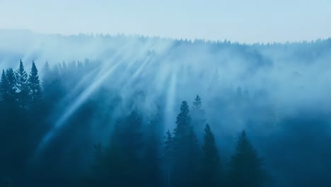 sunlight shining through fog in a forest