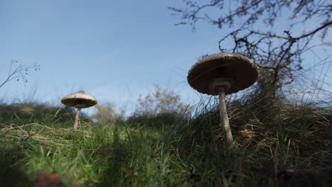 mushrooms in a grassy field