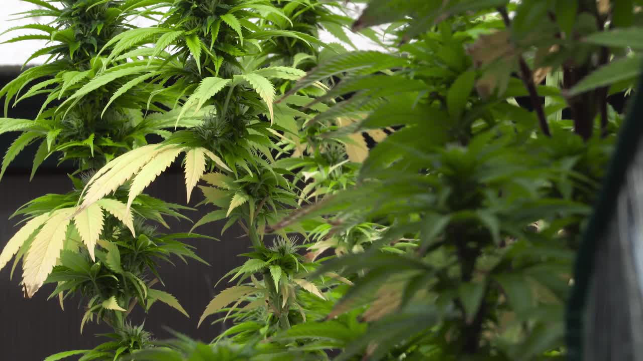 마리화나 나무를 닫아라