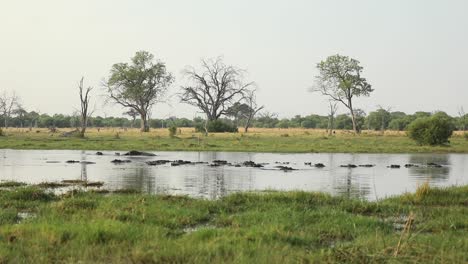 Extreme-Weitwinkelaufnahme,-Die-Eine-Herde-Flusspferde-Im-Wasser-Zeigt,-Khwai-Botswana