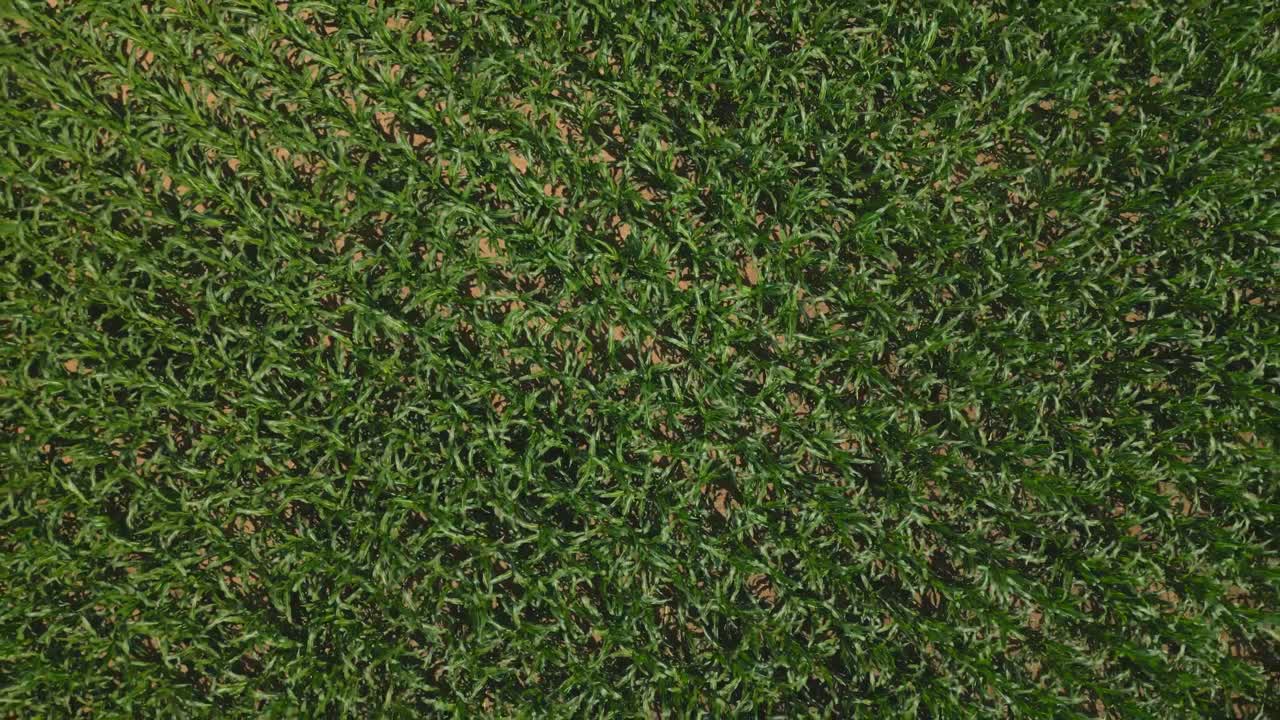 vista aérea de un campo de cultivo verde