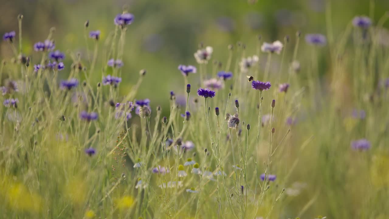 las flores de maíz en el prado se balancean en la brisa, los abejorros vuelan, el enfoque superficial cinematográfico
