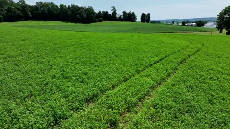 a low level flight over a lush green field of alfalfa