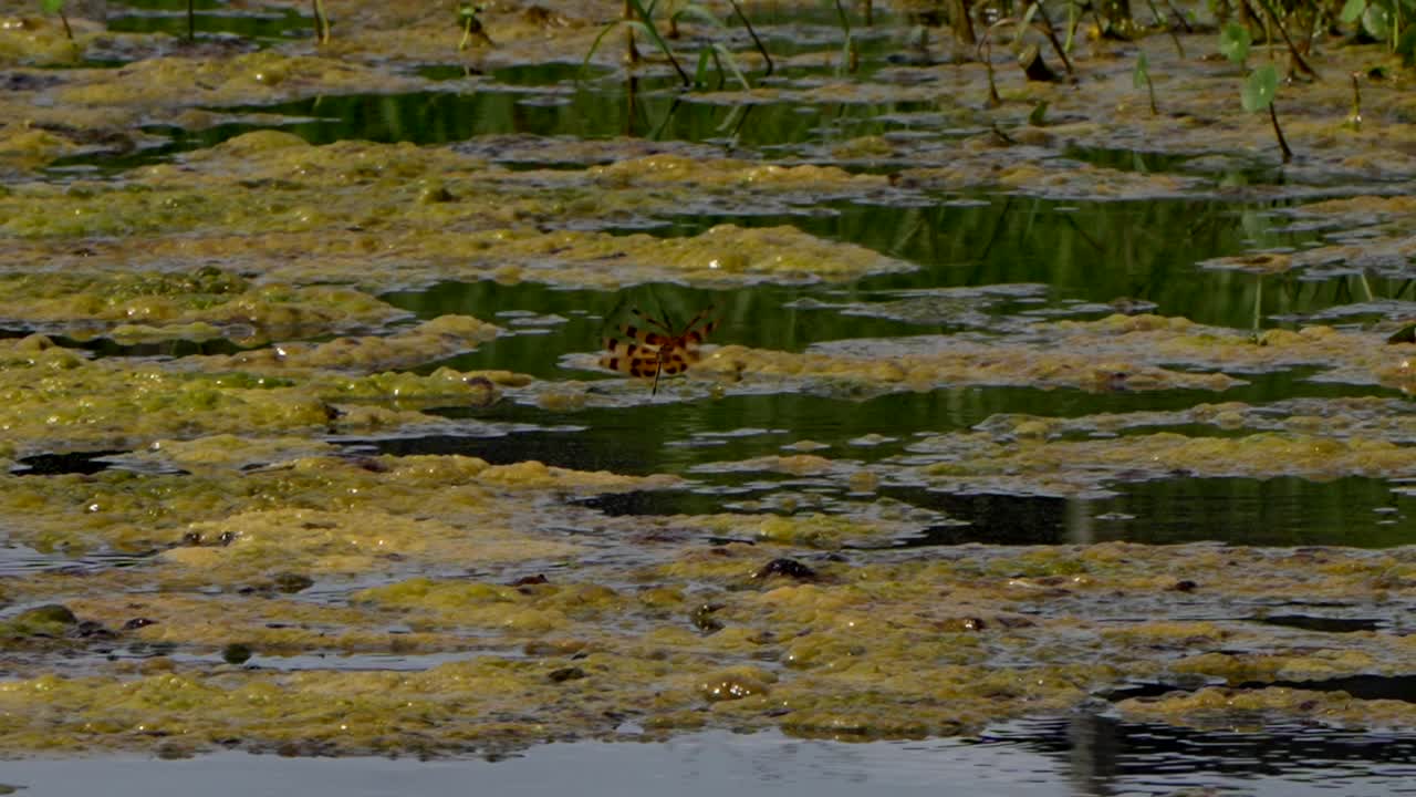 Dragonflies flying over a pond in Florida