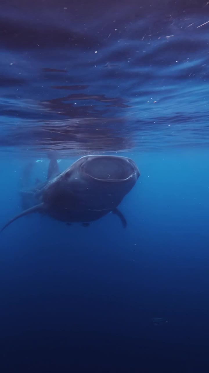 Giant whale shark glides underwater with mouth open near water surface