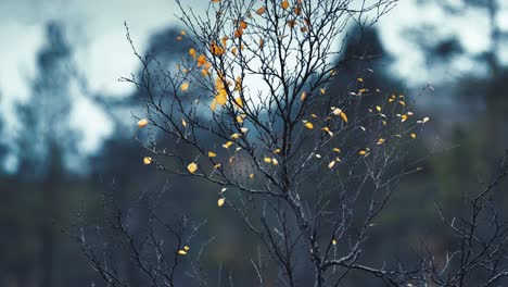 a nearly leafless tree with a few golden leaves clings to its branches, gently swaying in the autumn breeze