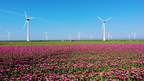 windmill turbines, offshore windmill farm in the ocean westermeerwind park , windmills isolated at sea on a beautiful bright day netherlands flevoland noordoostpolder
