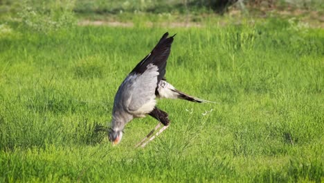 close full body shot of a secreatry bird hunting and catching food in the green grass of the kgalagadi transfrontier park